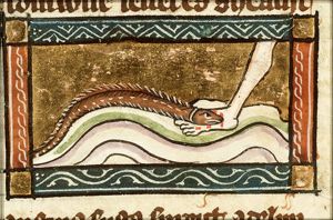 Sanguisuga (leech)
