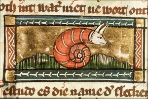 Testudo (snail)