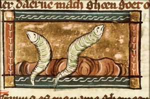 Vermis (worm)