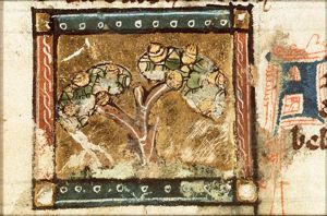 Arbor Ade (Adam's tree)