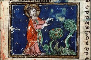 The Creation: trees and plants