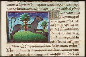 Linx (lynx)