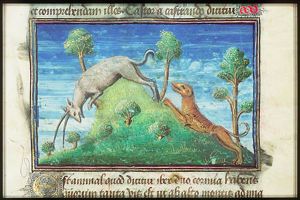 An ibex hunted by a dog