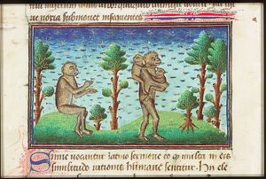 Two monkeys (simia); one is sitting, the other walks away carrying two young