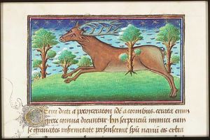 Cervus (stag)