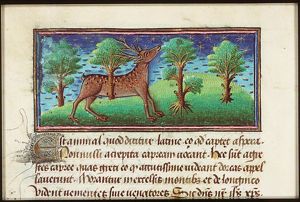 Caprea (roe-deer?)