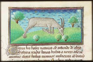Caprea (a wild she-goat), kneeling in order to eat