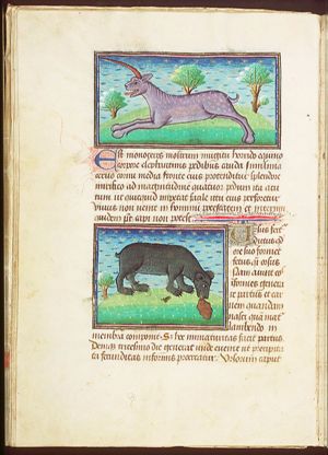 Monoceros (fabulous animal: can be a unicorn or a rinoceros)