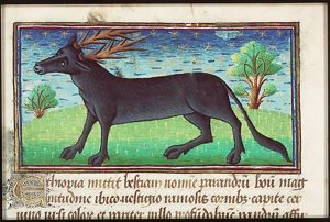 Parandrus (fabulous animal, a stag)