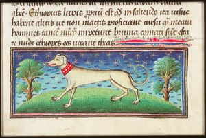 Canis (dog)