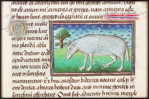 Ovis (Female sheep)
