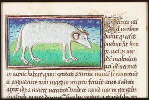 Vervex (the ram or wether)