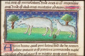 Agnus (a lamb) and a sheep
