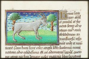 Hircus (goat)