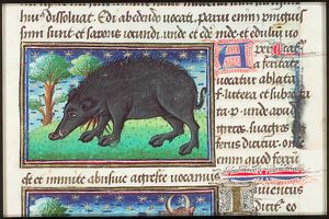 Aper silvestris (wild boar)