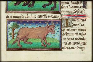 Juvencus (young bull)