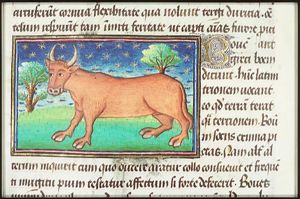 Bos (an ox)