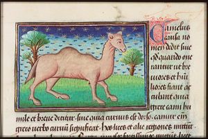 Camelus (camel)