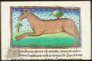 Dromedarius (dromedary)