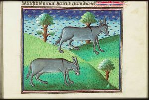 Two onagers (wild asses)
