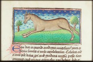 Equus (horse)