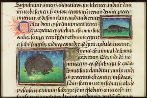 Talpa (mole)