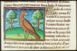 Aquila (eagle)
