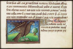 Vultur (vulture)