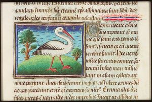 Ciconia (stork)