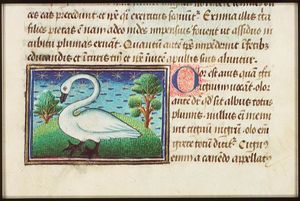 Cignus (swan)