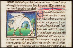 Assida (an ostrich) with eggs