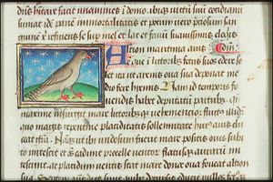 Alcion (kingfisher; also: Alcedo, Alcyon, Halcyon)