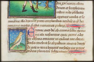 Ericius (bird: bittern?)