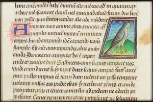 Accipiter (hawk)