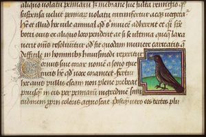 Corvus (raven)