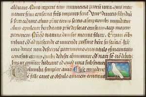 Columba (dove)