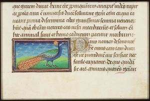 Pavo (peacock)