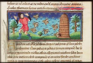 Apes (apis = bee), coming from a bee-hive, attack a man