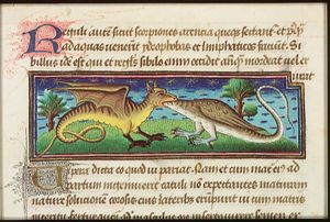 A snake-like fabulous animal (Vipera) swallows a dragon