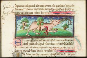 The Hydrus penetrates the stomach of the crocodile through its mouth and comes out unarmed