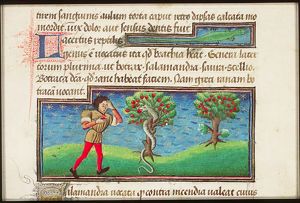 Lacertus (lizard)