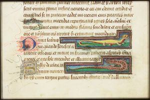 Saura (lizard)