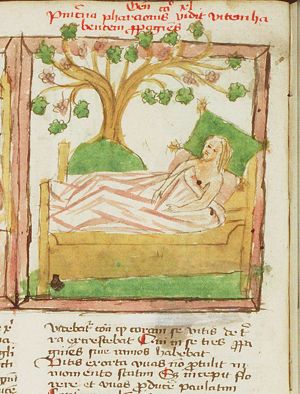 The butler's dream: the grape-vine with three branches