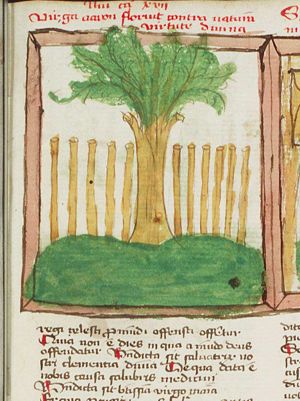 Aaron's flowering rod