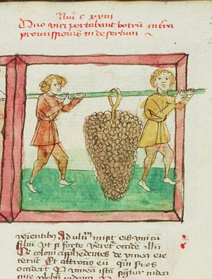 The spies return from Canaan carrying a large bunch of grapes