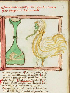 The ostrich frees his young from the glass with the reptile's blood