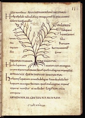 Herba lapatium acutum
