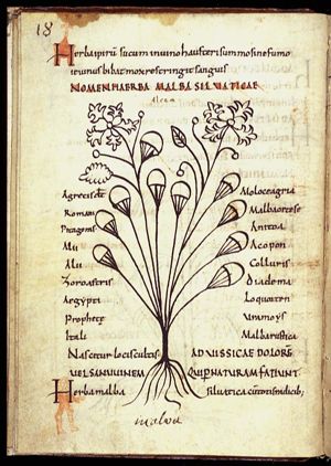Herba malva silvatica
