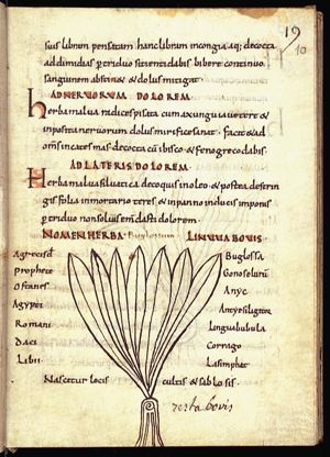 Herba lingua bovis; herba buglossa