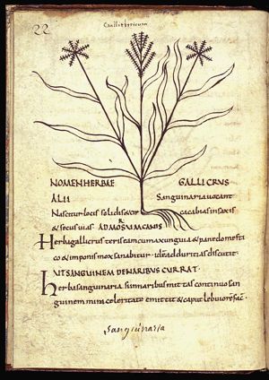 Herba gallicrus